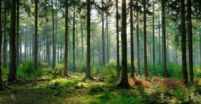 Tutorial para un clasificador basado en bosques aleatorios: cómo utilizar algoritmos basados en árboles para el aprendizaje automático