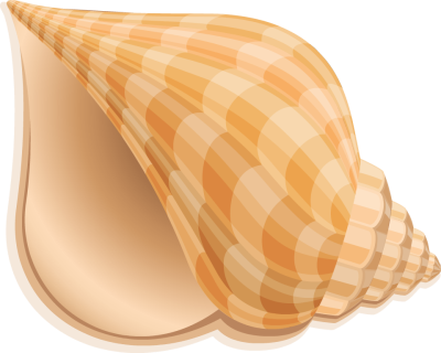 seashell