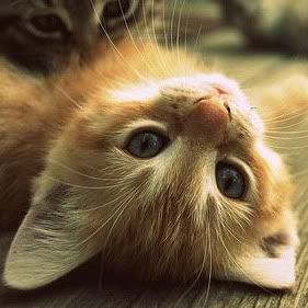 A cute orange cat lying on its back.