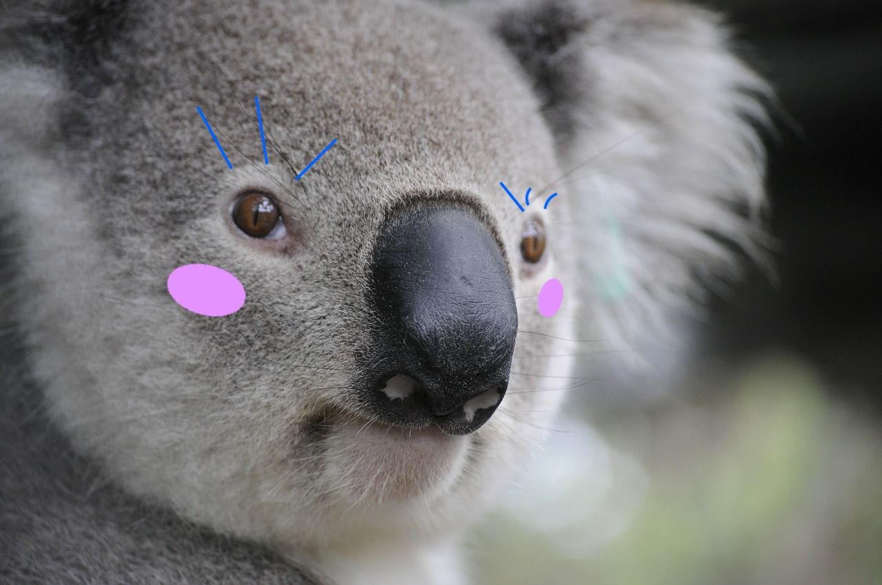 Koala with Photoshopped makeup