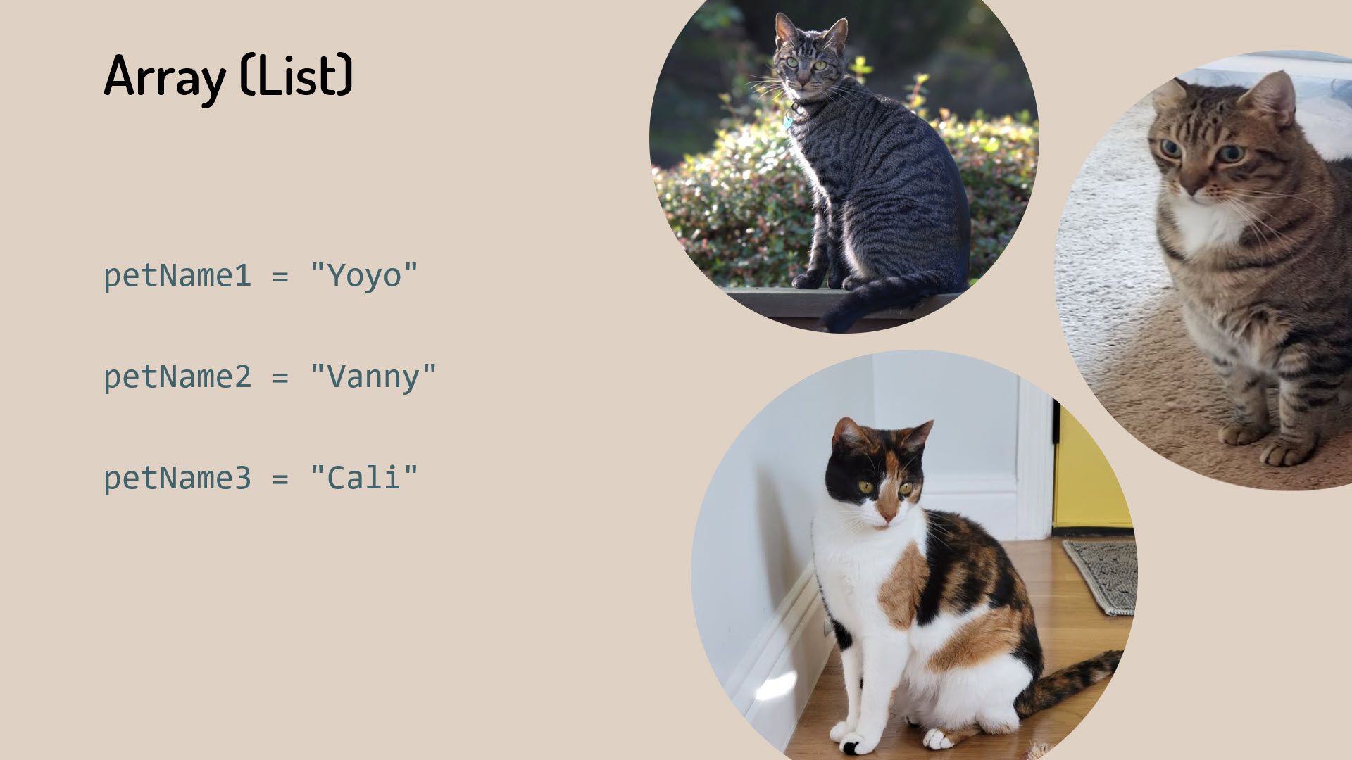 Pictures of three cats with three variables to hold the name of each cat.