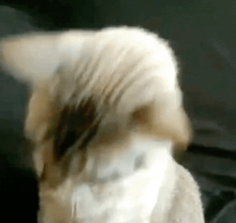 readycat